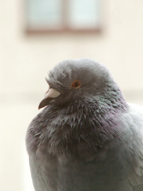 closeup po of a bird with an orange eye