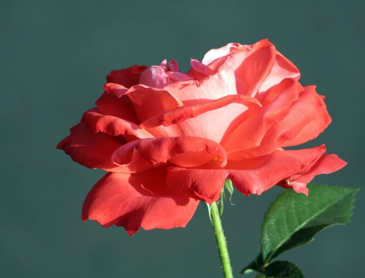 a red flower with green leaves is shown