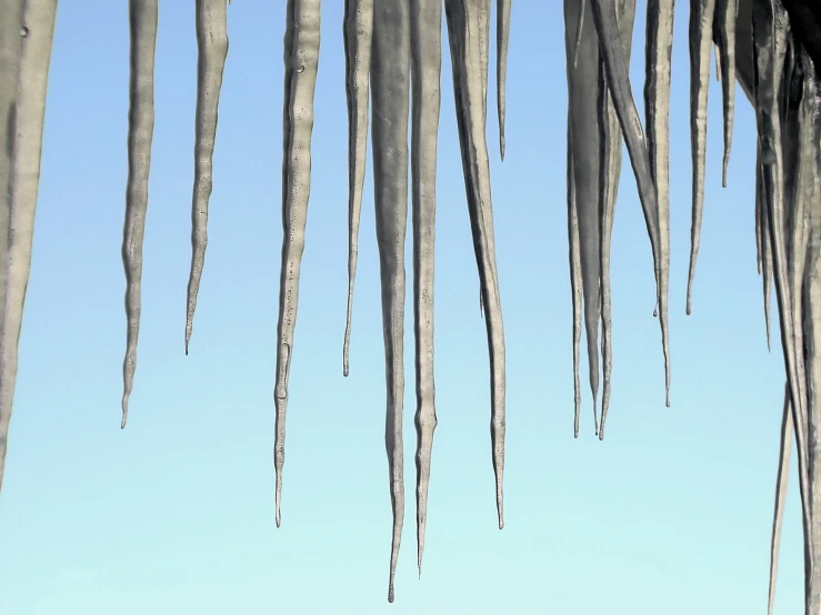 long thin ice sticks hanging from the top of trees