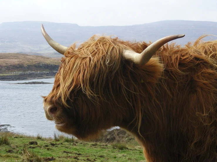 the wooly animal is looking at the water