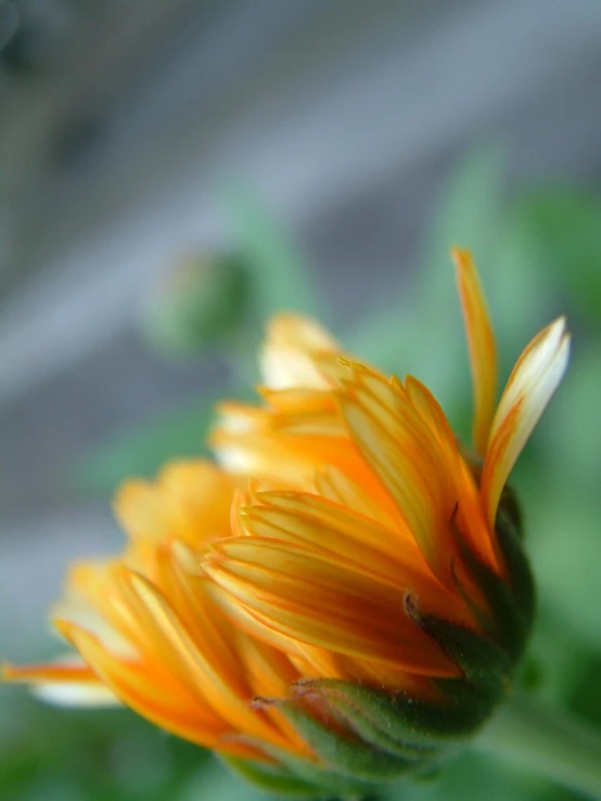 an orange flower with green stem and yellow tips