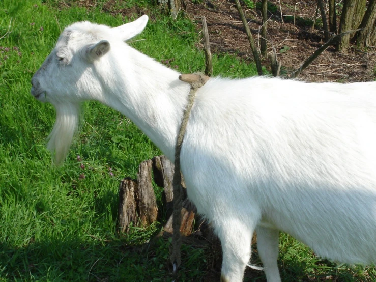 the white goat is standing in the green grass