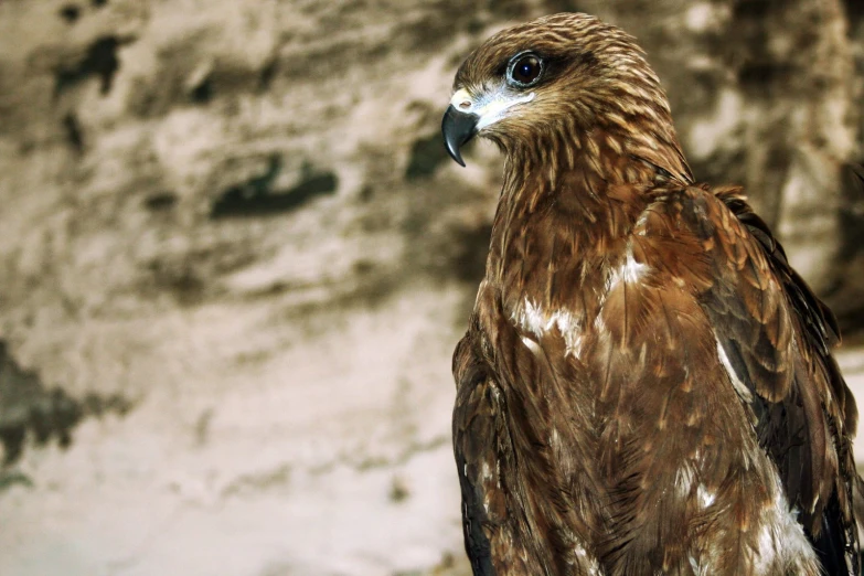 a bird standing on some rocks with big blue eyes