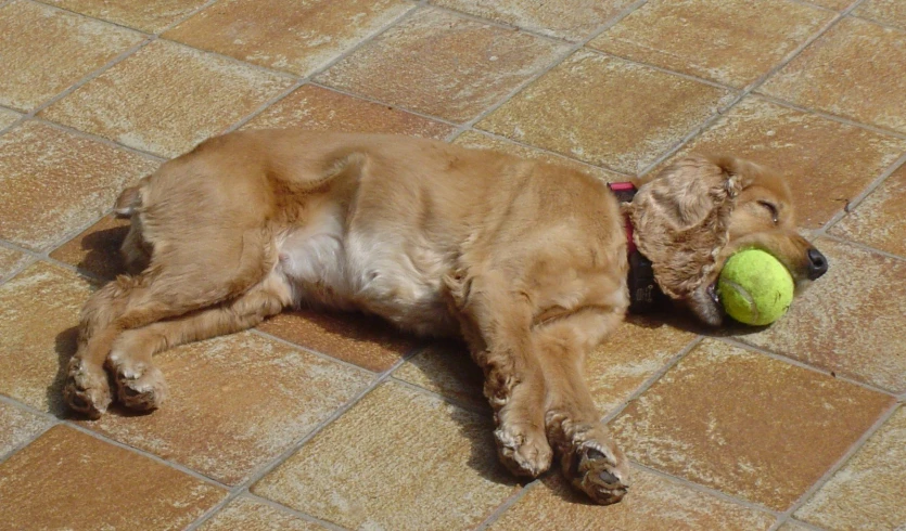 a brown dog holding a tennis ball on his head