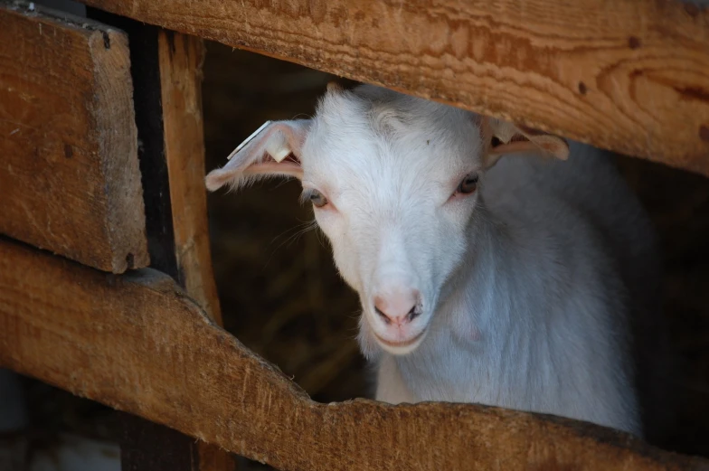 a lamb peeking out from inside a wooden structure