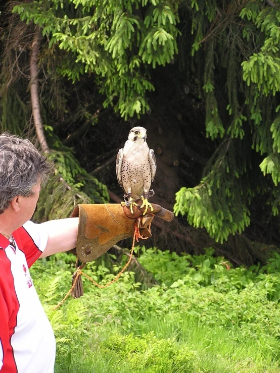 an older man holding a falcon on its arm