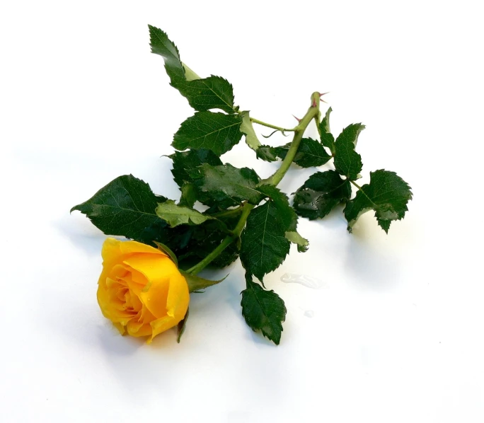 a single yellow rose laying on the ground