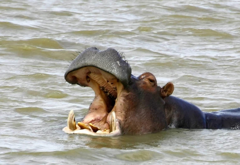 an adult hippopotamus in the water with its mouth open