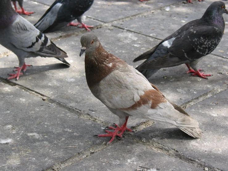 two pigeon looking for food on the floor