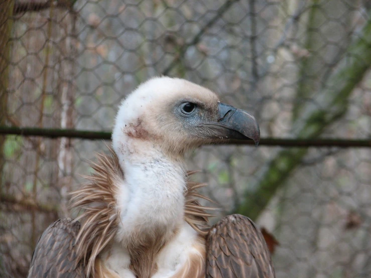 a close up of a bird with a very large beak