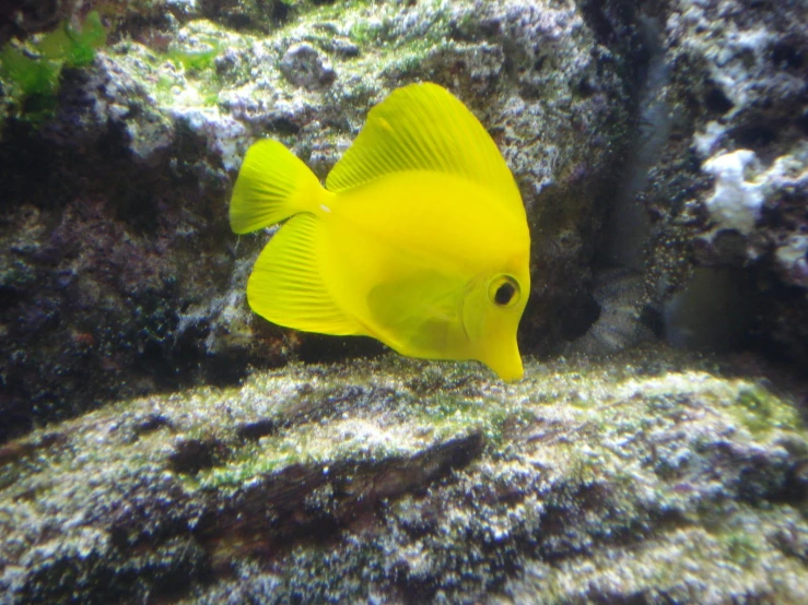 a yellow fish is sitting on the rock wall