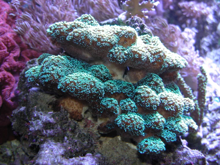 seaweeds and sponge on the bottom of a coral