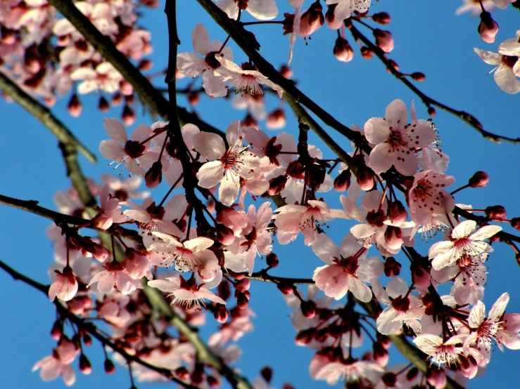 a tree with lots of pink flowers and leaves