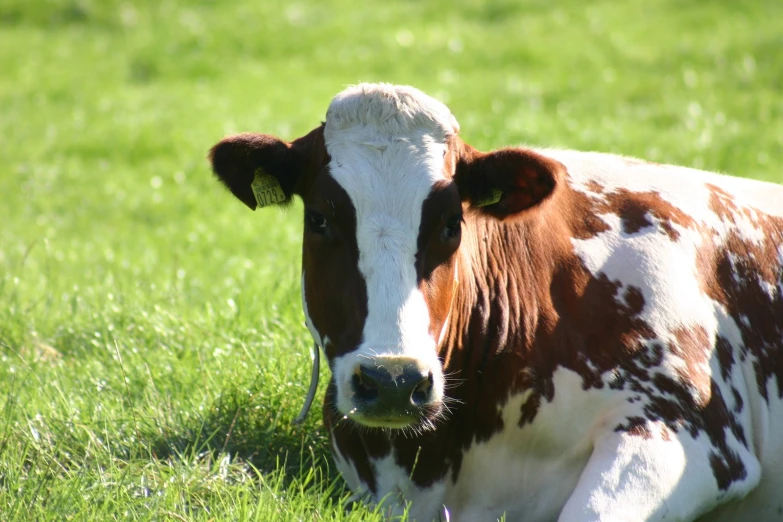 a brown and white cow laying in the grass