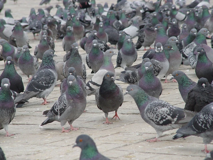 a flock of birds standing on some bricks and walking around