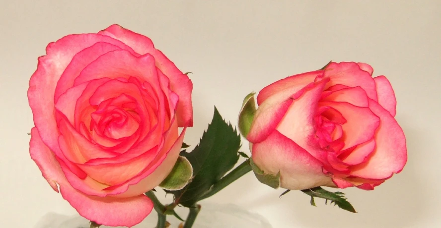 two pink roses in a clear vase against a white background