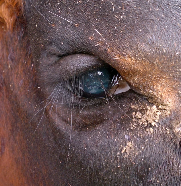 an eye view of a horse with mud all over its skin