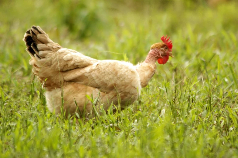 a chicken is standing in the grass alone