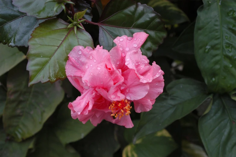 closeup of pink flower with rain drops on it