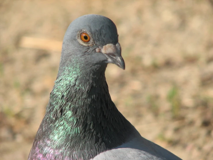 a close up view of a pigeon on the ground