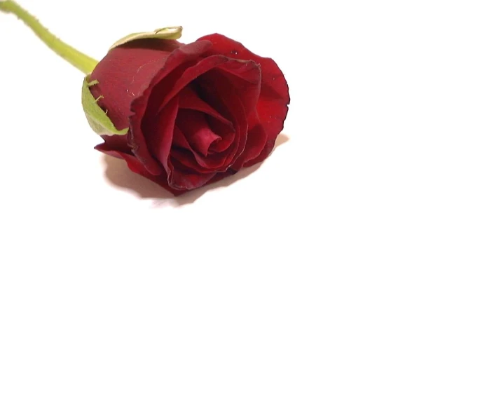 the single red rose has a stem attached