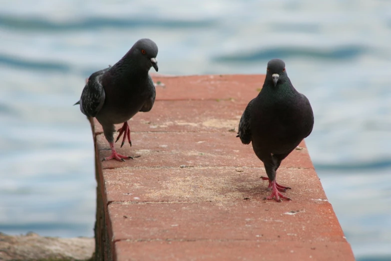 two dark colored birds standing on a brick ledge by the water