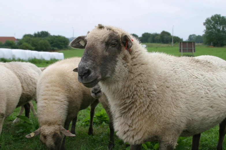 a number of sheep standing in a field with trees in the background