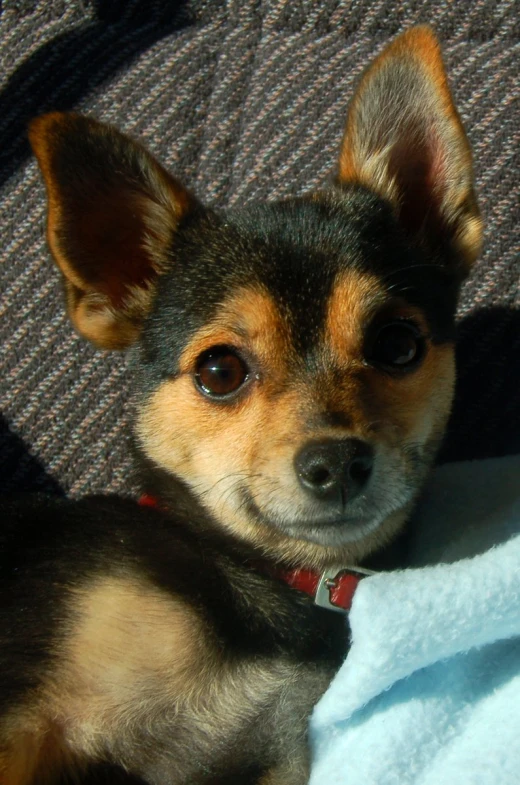 a small dog sits on top of a chair and looks to the camera