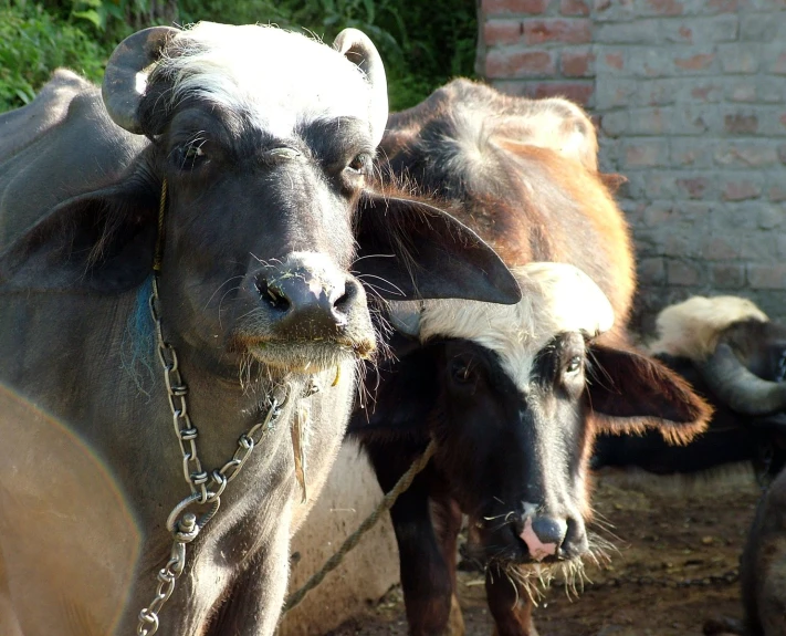 the two brown cows are tied up to the wall