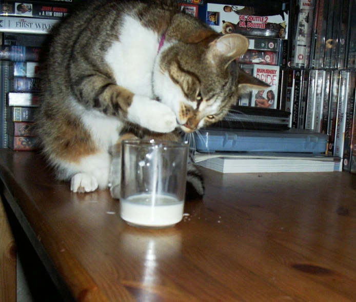 a calico cat standing on top of a wooden table