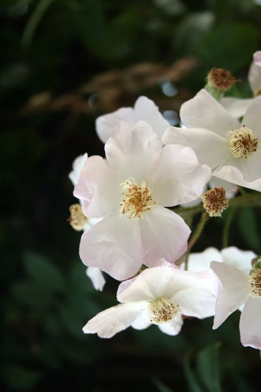 a group of flowers in the background with leaves