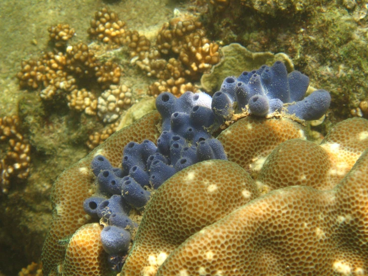 a group of blue and yellow corals in a water