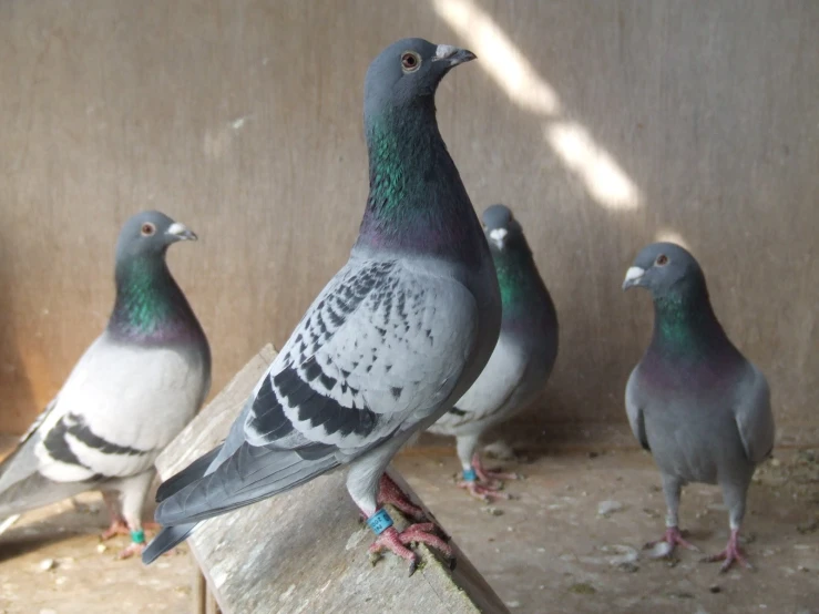 four birds standing on a rock by a wall