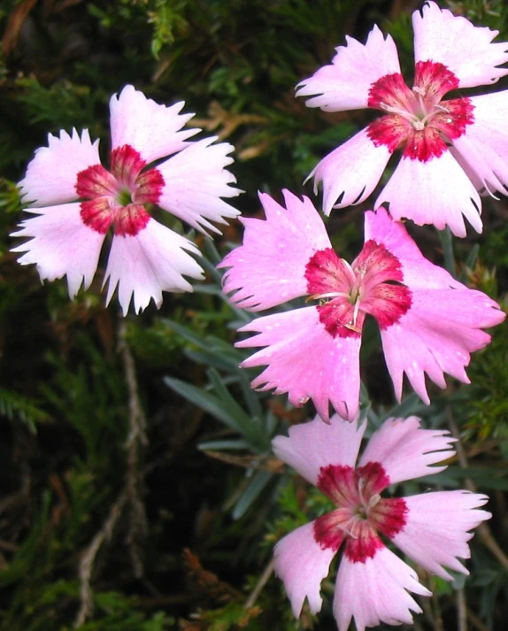 several flowers sitting out close together in the sun