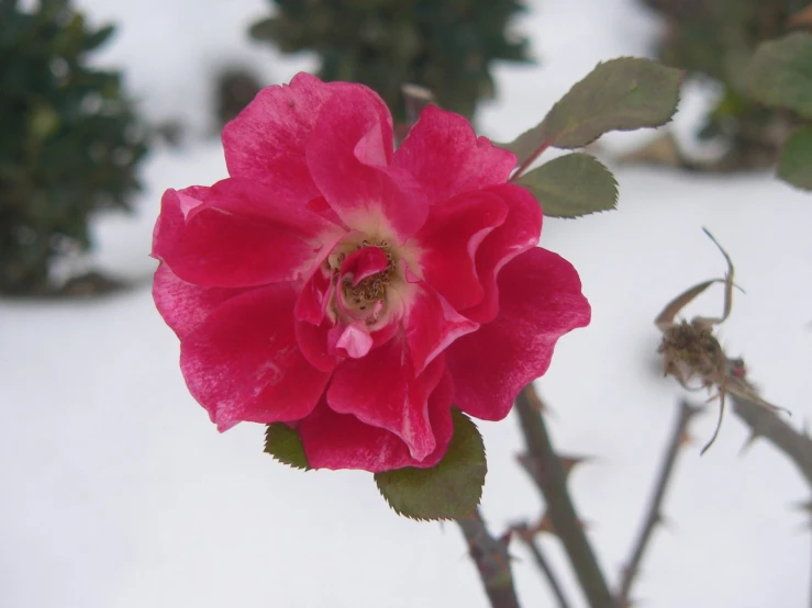 a red rose blossom in the snow outside