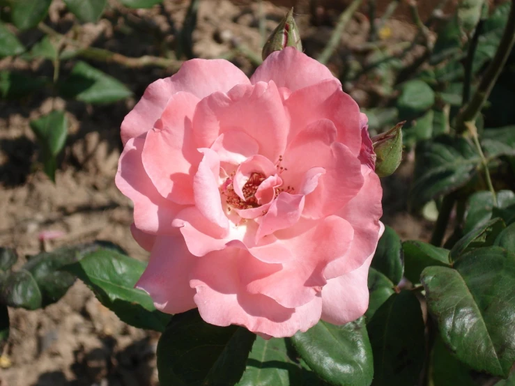 a pink rose sits alone in a garden