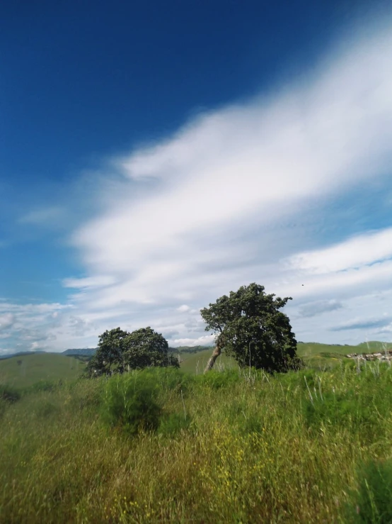 some trees bushes clouds grass and a blue sky