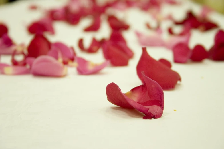 some pink flowers that are cut in half