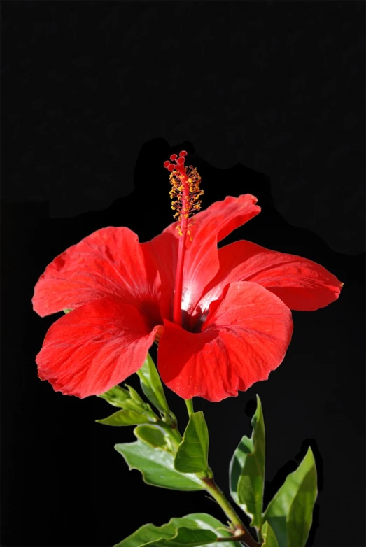 a bright red flower in the dark, with green foliage