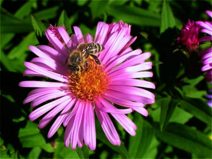 the bee is sitting on top of the large flower