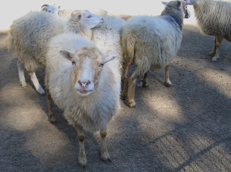 several sheep standing together in the shade