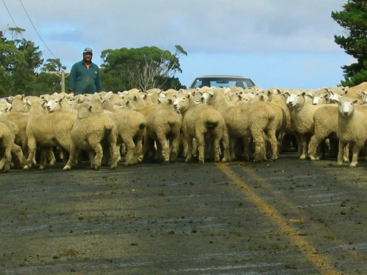 a man standing next to the herd of sheep on the street