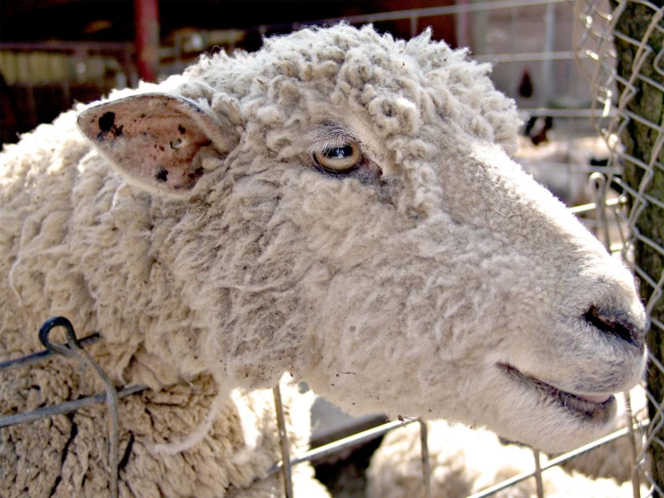the close up of the sheep in its pen
