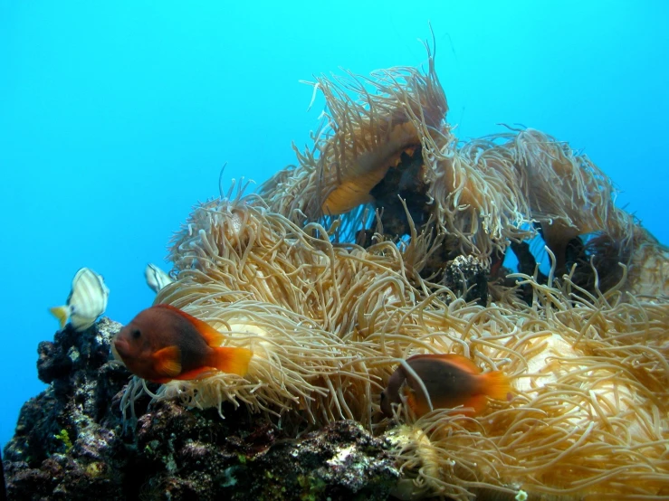 anemone worms out among other fish at the bottom of a reef