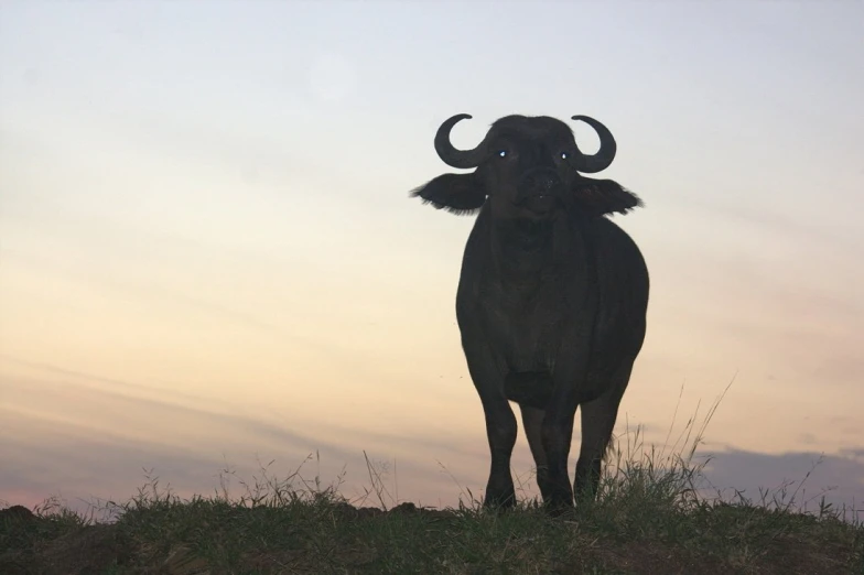 the bull with its horns has large black horns