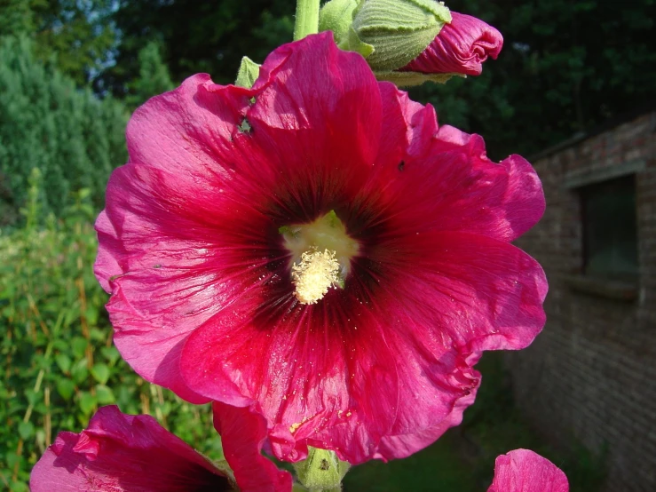 red flowers are blooming near some green plants