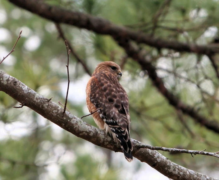 the brown owl is sitting on the tree nch