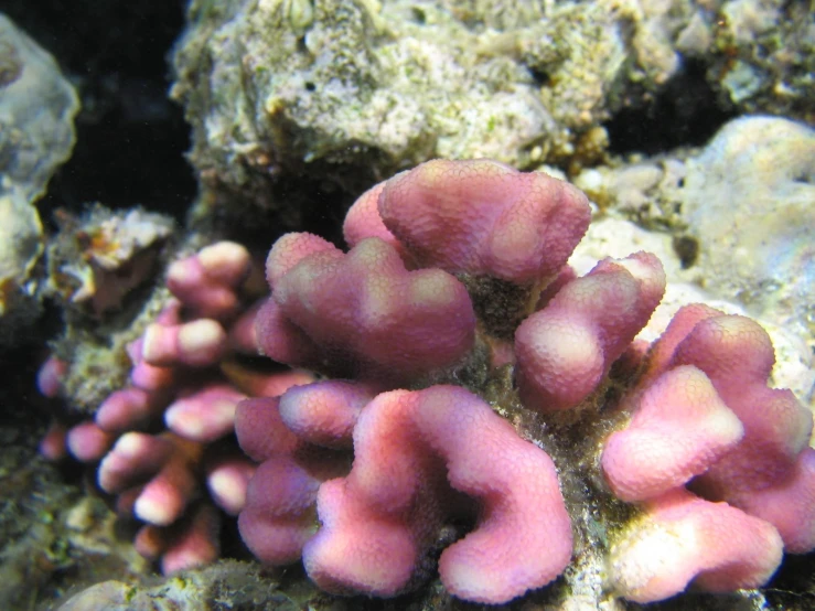 red corals are growing in the water by rocks