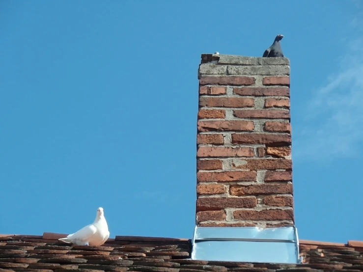 two birds sitting on the roof of a building