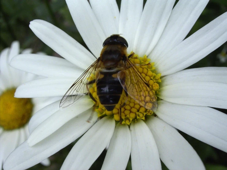 a bee with a long yellow and black wings